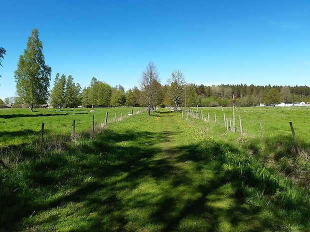 Betesmarkerna delas av en vandringsled. Foto: Per Karlsson Linderum.
