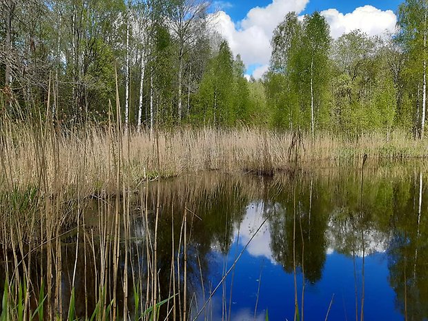 Varmdammen en dag i april. Foto: Per Karlsson Linderum.