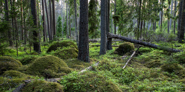 Bilden visar en skogsmark med träd och mossa