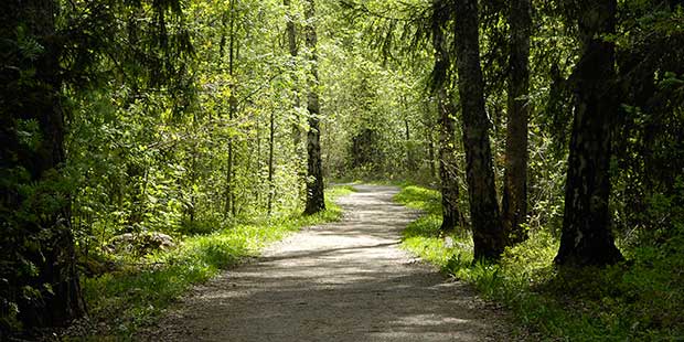 Vandringsled i Viaskogen med en stig och gröna träd runtom. 