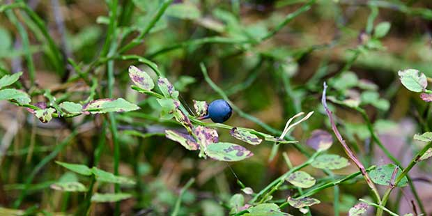 Närbild på en buske med ett moget blåbär.