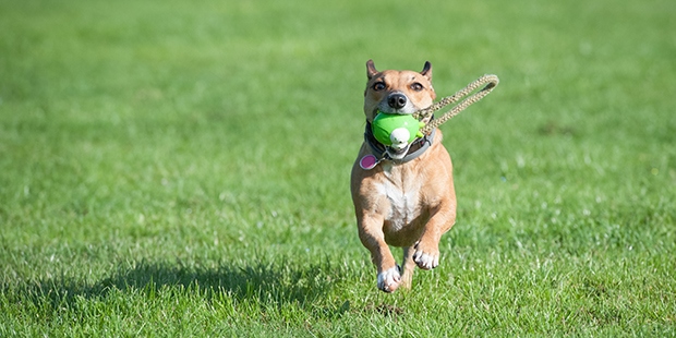 Hund som leker och springer med en boll i munnen. 