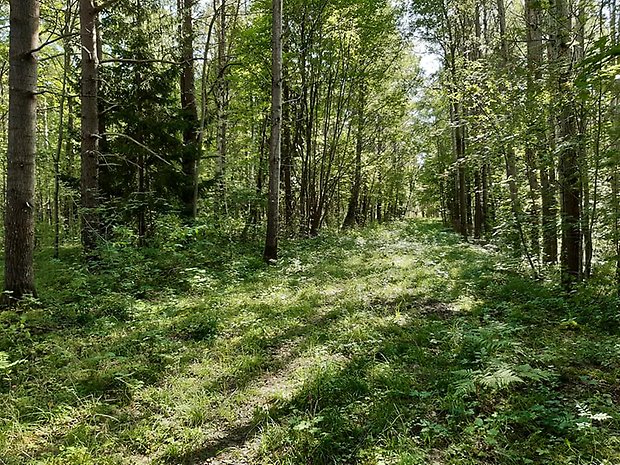 Gammal industriväg genom Bergabrottsskogen. Foto: Per Karlsson Linderum.