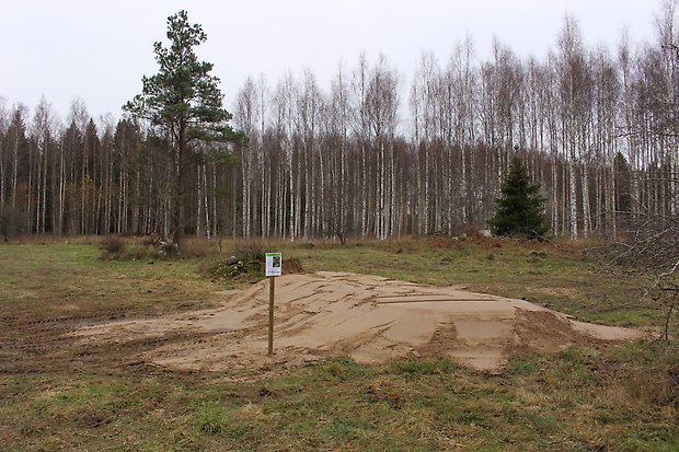 Sandbädd på Bysta ängar. Foto: Per Karlsson Linderum.