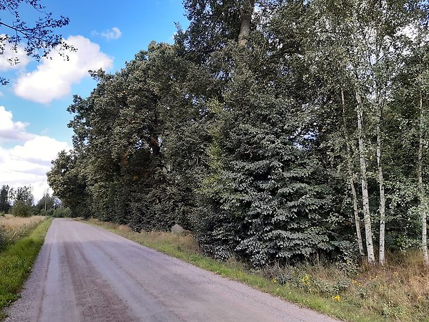 Ädellövträd längs med grusvägen vid Norrtorps före detta herrgård. Foto: Per Karlsson Linderum.