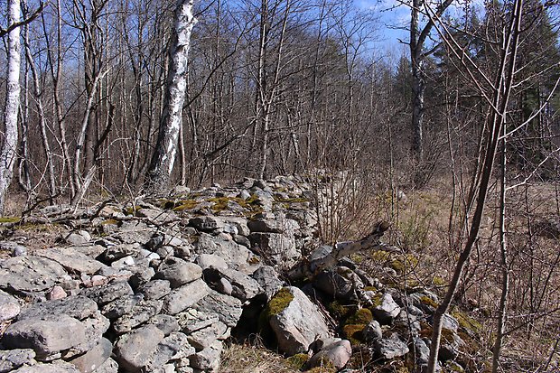 Stenrösen i brynet mot åkermarken. Foto: Per Karlsson Linderum.