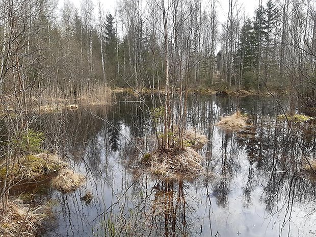 Småvatten i norra delen av området. Foto: Per Karlsson Linderum.