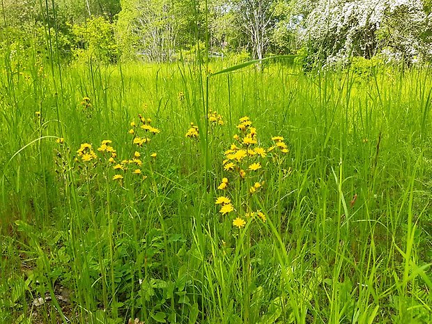 Blommande klasefibblor på Lugnetängarna. En rödlistad växt som trivs ovanligt bra på kalkmarkerna i Hällabrottet och Kvarntorp. Foto: Per Karlsson Linderum.