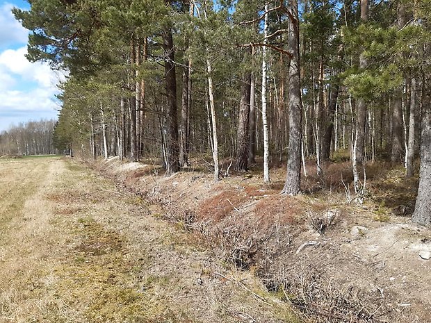 Skogsbrynet mot åkermarken i söder med sandblottor. Foto: Per Karlsson Linderum.